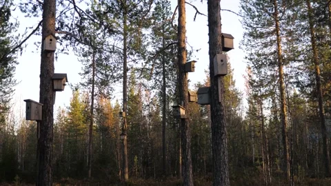Birdhouses on trees in the forest Stock Footage 169023280