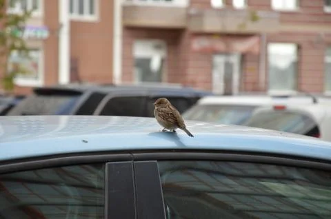 Birdie by car Stock Photos