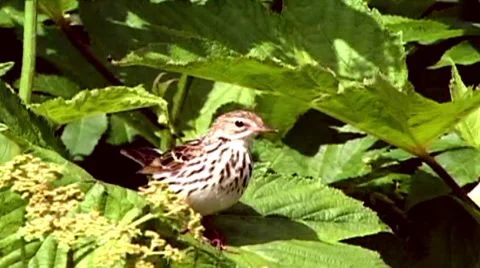 Birdie Stock Footage 2001224