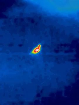 Birdie infrared Stock Illustration