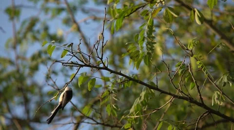 Birdie jumping on a tree Stock Footage 56323867
