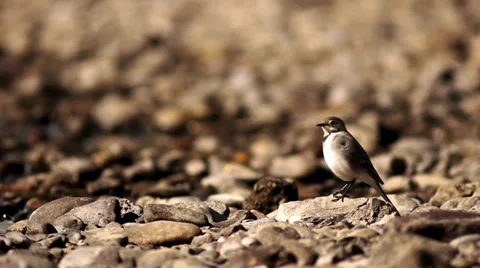 Birdie on the rocks Stock Footage 29518835
