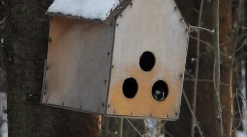 Birdie a titmouse in a nesting box Stock Footage 22647643