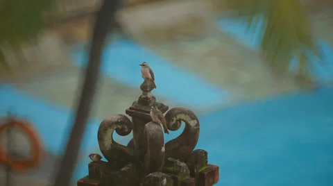 Birdies on the elements of Hindu architecture Stock Footage 34917231