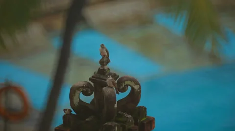 Birdies on the elements of Hindu architecture Stock Footage 34917392