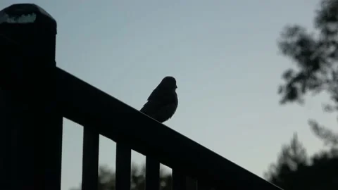 Birdies Stock Footage 138902662