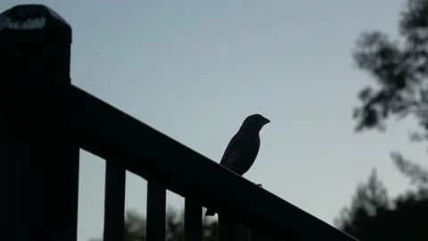 Birdies Stock Footage 138902670