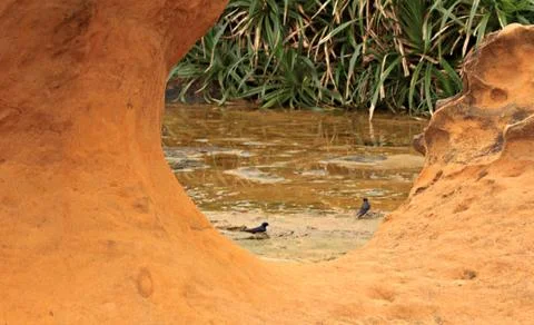 Birdies playing on puddle Stock Photos