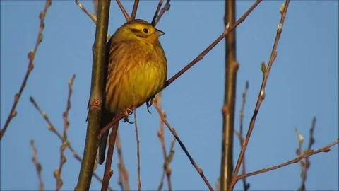 Birdlife Stock Footage 74113728