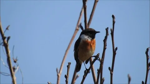 Birdlife Stock Footage 74114406