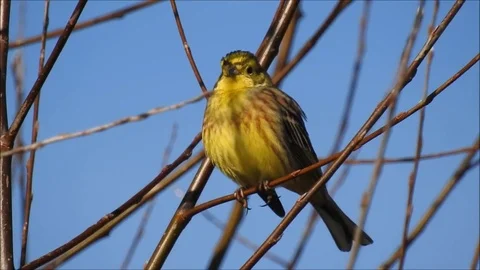 Birdlife Video stock 74114531