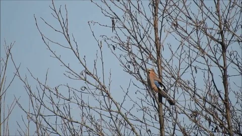 Birdlife Stock Footage 74114584