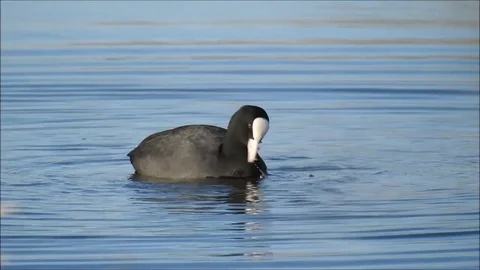 Birdlife Stock Footage 74115550