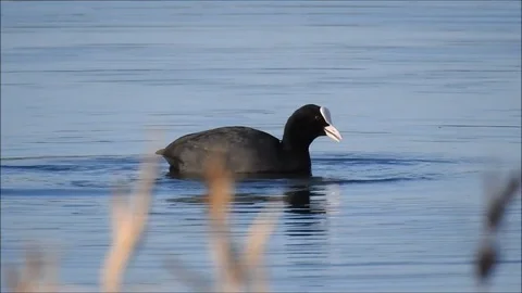 Birdlife Stock Footage 74115556