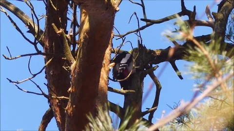 Birdlife Stock Footage 74126894