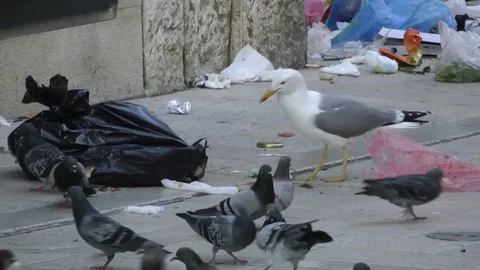 Birdlife Stock Footage 121359902