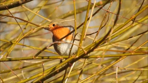 Birdlife Stock Footage 121450899