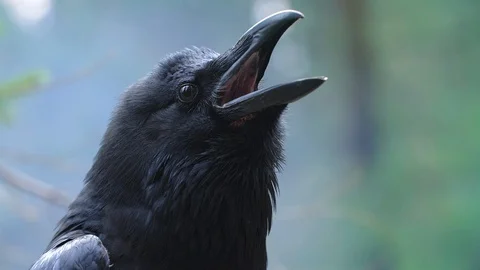 Birdlife in wild nature. Black raven closeup. Crow screaming in forest Stock Footage
