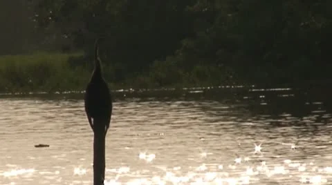 Bird.m2ts 库存影片 10592220