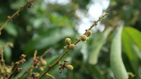 Bird&amp;nature Stock Footage 288552594