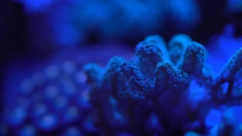 Birdnest coral close up Stock Footage 91477048