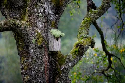 Birdnest in tree.jh Foto stock