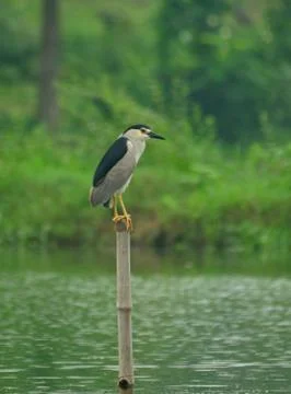 Bird,night heron Stock Photos