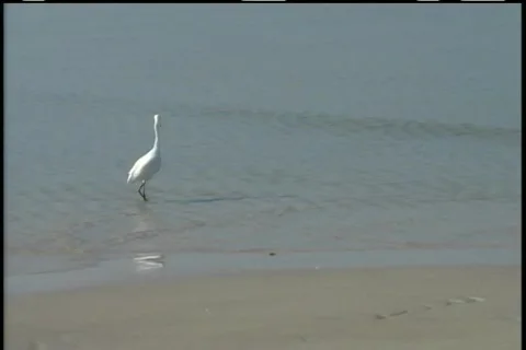 BIrdonBeach-MidAngle Stock Footage 95214