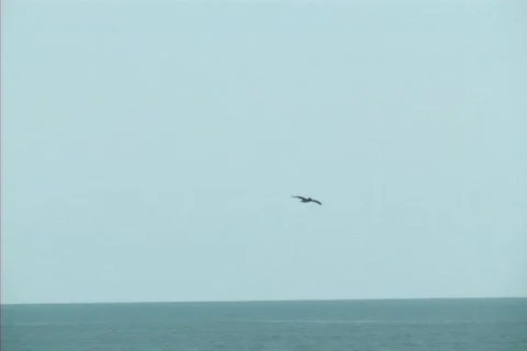 Birdoverwater Stock Footage 78098