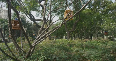 BirdPark Elderly Gathering During to admire birds During Epidemic outbreak Stock Footage 129371838