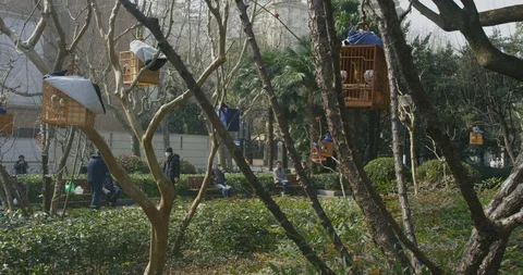 BirdPark Elderly Gathering During to admire birds During Epidemic outbreak Stock Footage 129373215