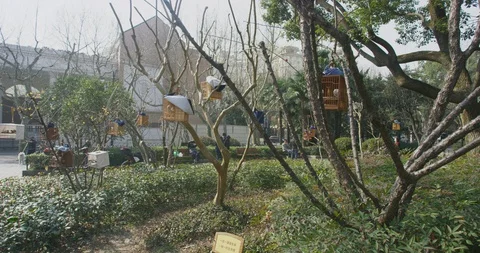 BirdPark Elderly Gathering During to admire birds During Epidemic outbreak Stock Footage 129384280
