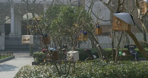 BirdPark Elderly Gathering During to admire birds During Epidemic outbreak Stock Footage 129385994