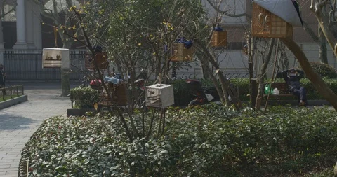BirdPark Elderly Gathering During to admire birds During Epidemic outbreak Stock Footage 129808576