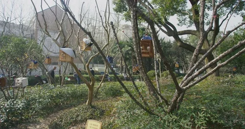 BirdPark Elderly Gathering During to admire birds During Epidemic outbreak Stockbeeldmateriaal 129815643