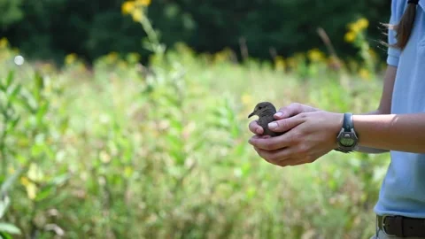 BirdRelease4K01 Stock Footage 168308904