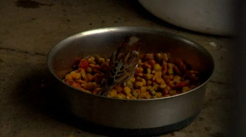 Birds 01 Stock Footage 342258