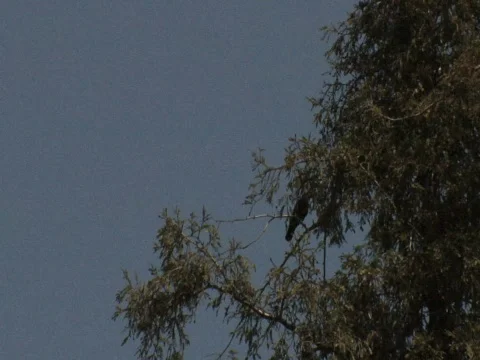 Birds 01 Stock-Footage 357062