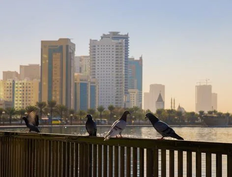 BIRDS 01 Stock Photos