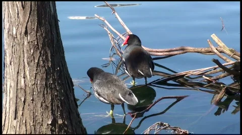 Birds 02 Video stock 629246