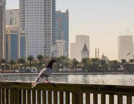 BIRDS 02 스톡 사진