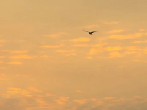 Birds 1 Stock Footage 8694396