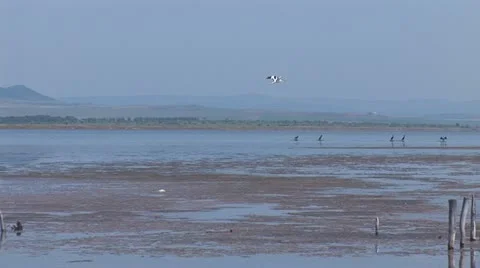 Birds 1 Stock Footage 11321561