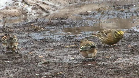 Birds 1 Stock Footage 18183346