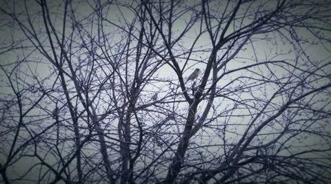 Birds 1 Stock Footage 21244763
