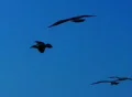 Birds 1 Seagulls flying Web Footage