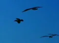 Birds 1 Seagulls flying Footage