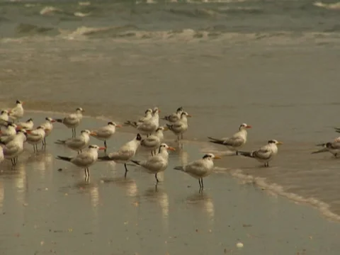 Birds 10 Stock Footage 8693255