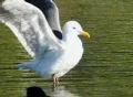 Birds 10 Seagull opens wings in slow motion - WEB Web Footage
