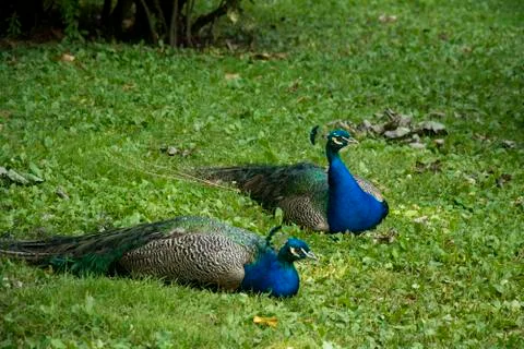 Birds 101 Stock Photos